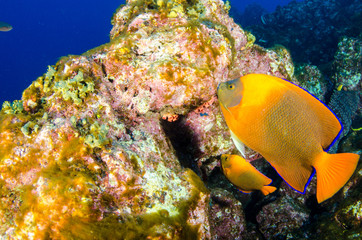 Reef fish from Revillagigedo archipelago. Mexico.