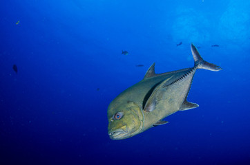Reef fish from Revillagigedo archipelago. Mexico.