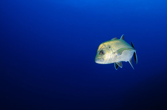 Reef fish from Revillagigedo archipelago. Mexico.