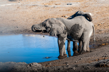 Fototapeta premium Dwa słonie afrykańskie -Loxodonta Africana- piją z wodopoju. Park Narodowy Etosha, Namibia.