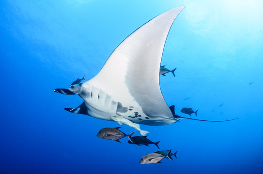 Manta rays at Revillagigedo islands, Mexico 
