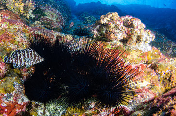Reef fish from Revillagigedo archipelago. Mexico.