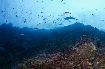 Fototapeta na wymiar Reef fish from Revillagigedo archipelago. Mexico.