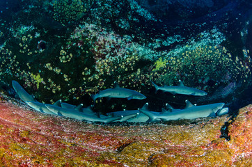 White tipped reef sharks at roca partida, revillagigedo, Mexico.