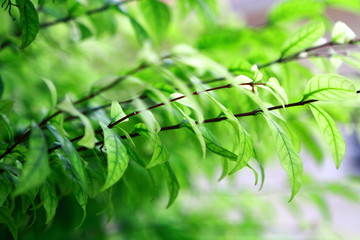 Nature view green leaves background. Wallpaper for relax.