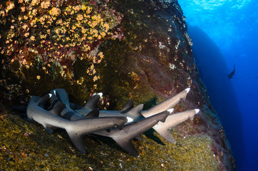 White tipped reef sharks at roca partida, revillagigedo, Mexico.