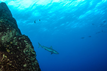 Fototapeta na wymiar Galapagos and silvertip sharks, Revillagigedo islands, Mexico.