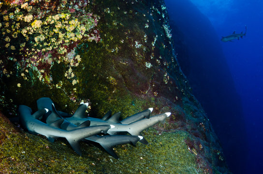 White tipped reef sharks at roca partida, revillagigedo, Mexico.