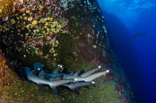 White tipped reef sharks at roca partida, revillagigedo, Mexico.