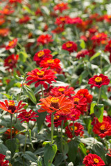 A hundred day chrysanthemum blooming under the blue sky and white clouds