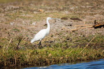 Little Egret