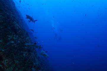 Fototapeta na wymiar White tipped reef sharks at roca partida, revillagigedo, Mexico.