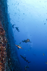 White tipped reef sharks at roca partida, revillagigedo, Mexico.