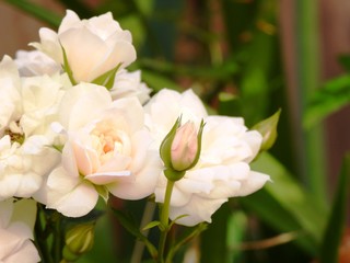 Obraz na płótnie Canvas Soft Peachy White Miniature Rose Plant