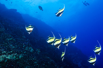Fototapeta na wymiar Reef fish from Revillagigedo archipelago. Mexico.