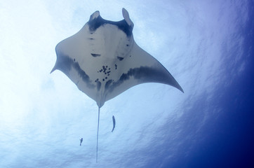 Manta ray at revillagigedo archipelago, Mexico.