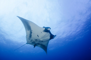 Manta ray at revillagigedo archipelago, Mexico.