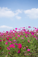 Gesanghua blooming under blue sky and white clouds