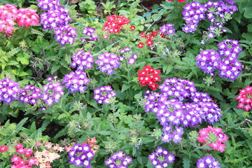 Fototapeta premium flowers in the garden
