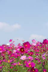 Fototapeta premium Gesanghua blooming under blue sky and white clouds