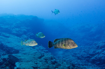 Naklejka na ściany i meble Reef fish from Revillagigedo archipelago. Mexico.