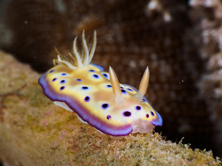 A nudibranch called Goniobranchus kuniei