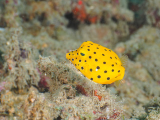 A juvenile yellow boxfish in Dili, Timor Leste