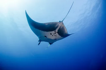 Manta ray at revillagigedo archipelago, Mexico. © leonardogonzalez