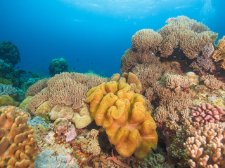 Various corals in Timor Leste (East Timor)