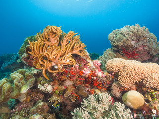 Various corals in Timor Leste (East Timor)