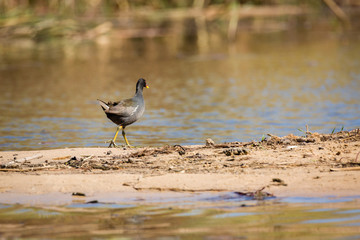Common moorhen