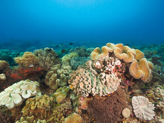 Naklejka na ściany i meble Various corals in Timor Leste (East Timor)