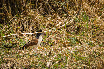 Burchals Coucal