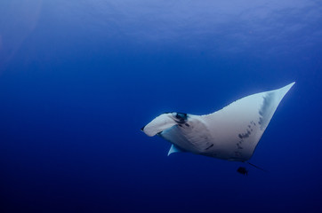 Manta ray at revillagigedo archipelago, Mexico.