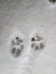 footprints in snow