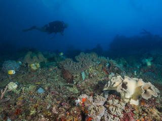 Fototapeta premium Scuba diver and coral reef