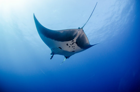 Manta ray at revillagigedo archipelago, Mexico.
