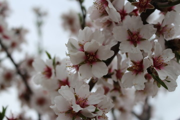 fleur rose amandier cerisier