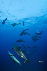 Dolphins in el boiler, ravillagigedo archipelago, Mexico.