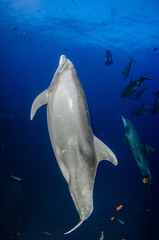 Dolphins in el boiler, ravillagigedo archipelago, Mexico.