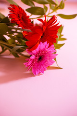 gerbera spring flowers on a purple background