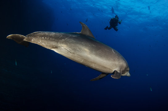 Dolphins in el boiler, ravillagigedo archipelago, Mexico.