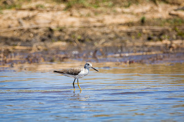 marsh sand piper