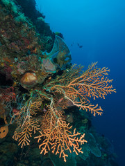 A huge sea fan in coral reef