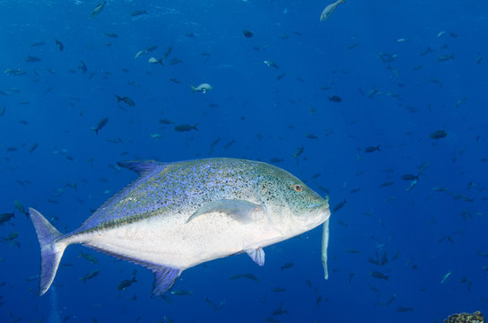 Reef fish from Revillagigedo archipelago. Mexico.