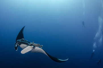 Manta ray at revillagigedo archipelago, Mexico.