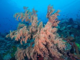 Fototapeta na wymiar A huge sea fan in coral reef