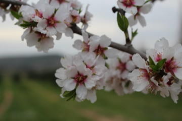 Obraz premium vie printemps amour