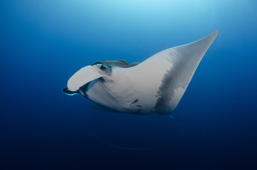 Fototapeta na wymiar Manta ray at revillagigedo archipelago, Mexico.