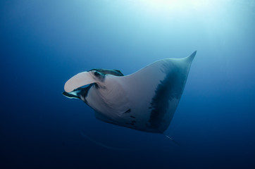 Manta ray at revillagigedo archipelago, Mexico.